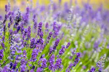 Spring lavender flowers under sunlight. Lilac flowers close up. Beautiful landscape of nature with a panoramic view. Hi spring. long banner