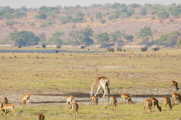 Canvas Print - Botswana