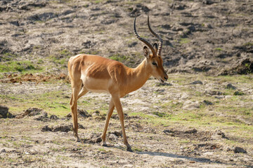 Wall Mural - Antilope