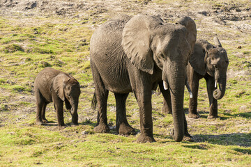 Poster - Elefant