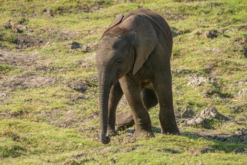 Poster - Elefant