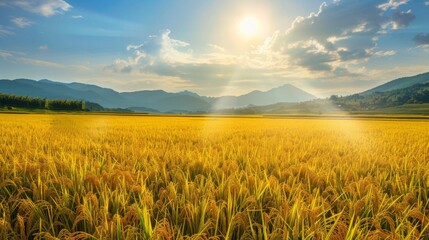 Poster - Golden rice fields stretching to the horizon, ripe for harvest under the radiant sun, capturing the essence of abundance and agricultural beauty