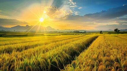 Poster - Golden rice fields stretching to the horizon, ripe for harvest under the radiant sun, capturing the essence of abundance and agricultural beauty
