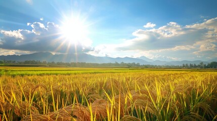 Poster - Golden rice fields stretching to the horizon, ripe for harvest under the radiant sun, capturing the essence of abundance and agricultural beauty