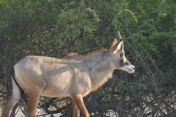 Poster - Antilope