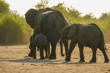 Poster - Elefant