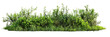 © Аrtranq - Diverse Grass and Bushes on Transparent Background