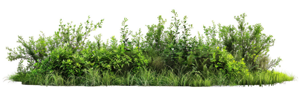 diverse grass and bushes on transparent background
