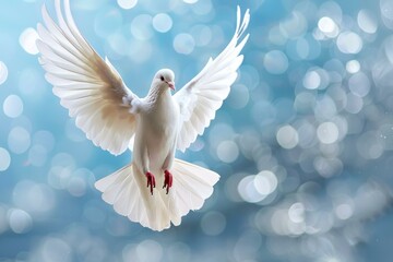 Wall Mural - Graceful white dove soars with wings spread against a soft bokeh background