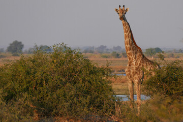 Wall Mural - Giraffe