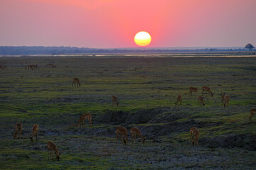 Canvas Print - Botswana