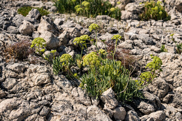 Wall Mural - Small plants growing on limestone rocks during summer season in Croatia