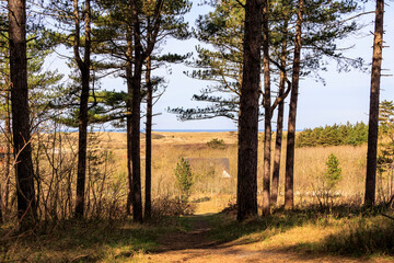 Dune landscape in the Dutch town of Bergen and Zee on a sunny day with a blue sky