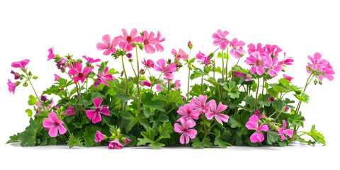 Wall Mural - Pink Geranium Flowers Bush on Transparent Background