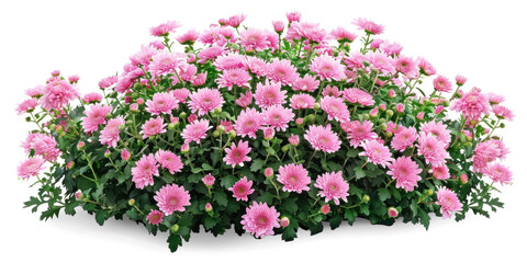 Wall Mural - Pink Chrysanthemum Flowers Bush on Transparent Background