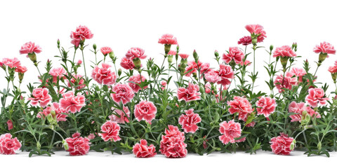 Wall Mural - Pink Carnations Flowers Bush, Transparent Background