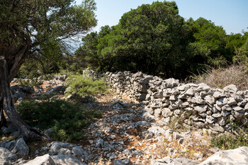 Wall Mural - Single old olive tree behind an old wall made from limestone rocks