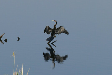 Poster - Kormoran