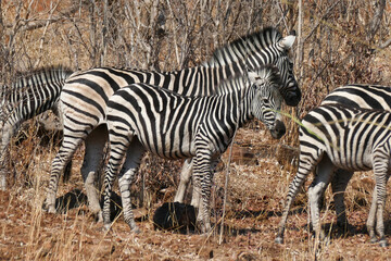 Canvas Print - Zebra