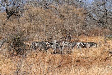 Canvas Print - Zebra