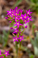 Wall Mural - Wild plant, scientific name; Centaurium erythraea