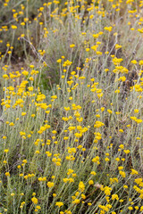 Wall Mural - Close up view of helichrysum arenarium, immortel, dwarf everlast sunny yellow flowers