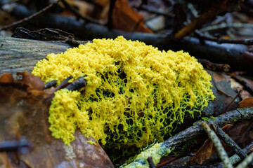 Wall Mural - A yellow mushroom on a tree branch in lush natural landscape