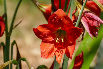 Canvas Print - Amaryllis