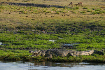 Poster - Botswana