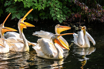 Wall Mural - Great White Pelican, Pelecanus onocrotalus in a park