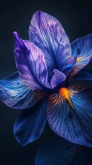 Wall Mural - Photography, A stunning close-up of an iris flower with translucent petals in blue, purple, and orange hues.