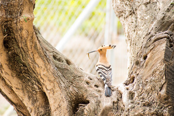 Hoopoe standing on an old olive tree trunk where it has its nest