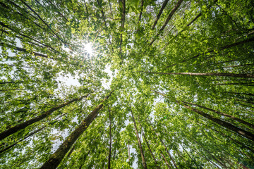 Wall Mural - The view is of a tree trunk covered in lush green leaves