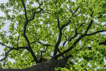 Wall Mural - The view is of a tree trunk covered in lush green leaves