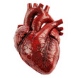 © Bilal Raza - Real human heart isolated on transparent background