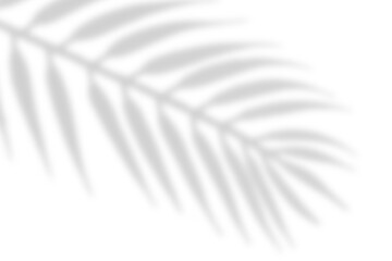 Wall Mural - realistic blurred shadow from plant leaf on transparent background. tropical leaves shadow. tree bra