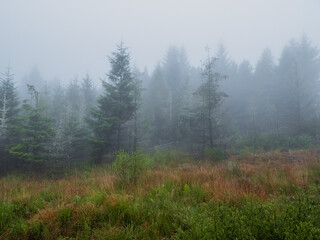 Wall Mural - a field of grass is covered in rain, with trees in the background. scene is calm and peaceful, as th