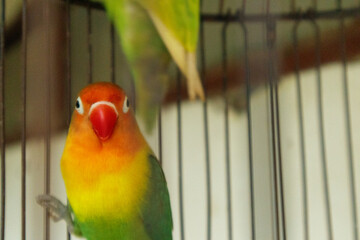 parrot in cage