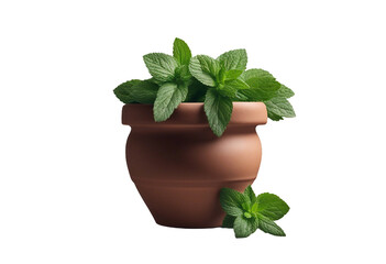 Wall Mural - A rustic clay pot overflowing with fresh peppermint suggesting herbal remedies and natural freshness isolated on transparent background