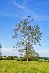 Wall Mural - Lone white bark tree in grassy field