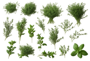 Wall Mural - Set of healthy herbs elements Fresh thyme isolated on transparent background Herbs for Better Health