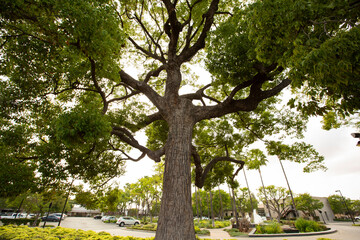 Afternoon sun shines on the historic camphor Hay Tree located in the downtown civic center of Paramount, California, USA.