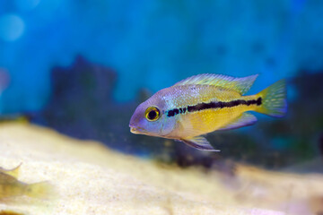 Wall Mural - Macaw Nicaraguense Cichlid fish - (Hypsophrys nicaraguensis)