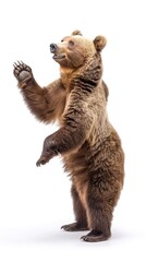 Funny big brown bear standing on his hind legs isolated on white background, a bear is dancing, doing lecture, introducing something