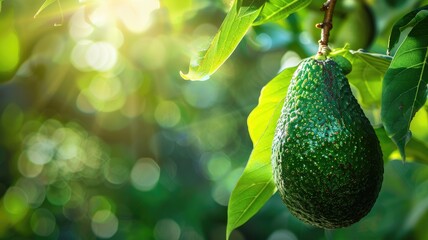 Canvas Print - Close-up of avocado hanging from tree branch in sunlight