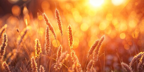 Poster - The sun sets in the background behind a field of tall grass