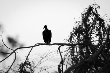 Silhouette of a vulture perched on the branch of a tree. Scene tenebrous and mysterious.