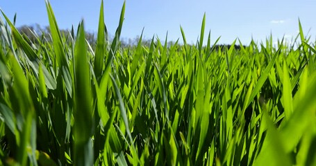 Wall Mural - green wheat in the field in spring, winter wheat for a large harvest