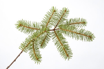 Wall Mural - Pine Branch Isolated on White Background