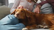 © stockbusters - Lovely dog lying knees woman relaxing with husband closeup. Family caressing pet